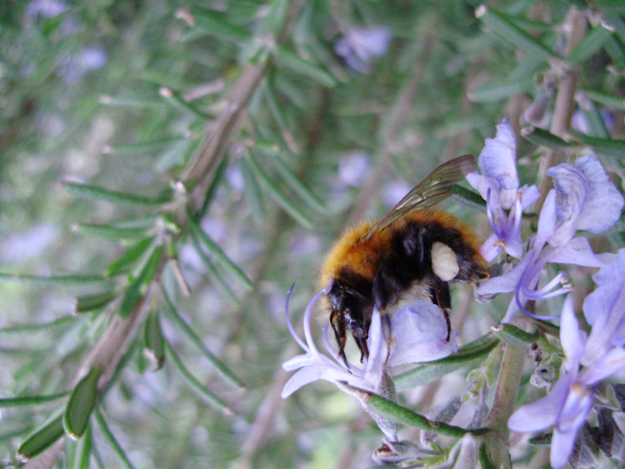 Bombus cfr pascuorum